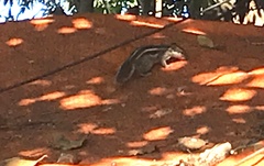 Funambulus pennantii