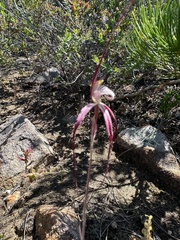 Caladenia chapmanii