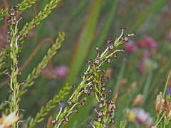 Microdon dubius