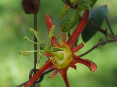 Passiflora cinnabarina