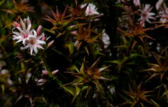 Sprengelia incarnata