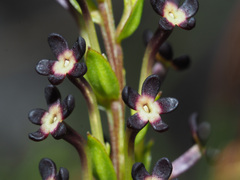 Microdon dubius