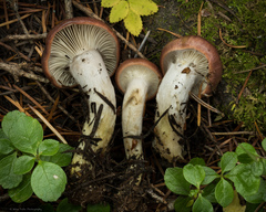 Gomphidius subroseus