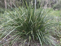 Lomandra hystrix