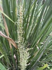 Lomandra hystrix