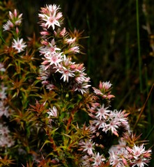 Sprengelia incarnata