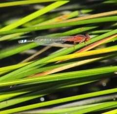 Xanthagrion erythroneurum