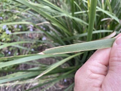 Lomandra hystrix
