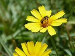 Halictus ligatus
