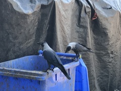 Corvus splendens
