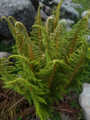 Polystichum speciosissimum