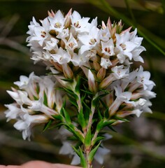 Epacris lanuginosa
