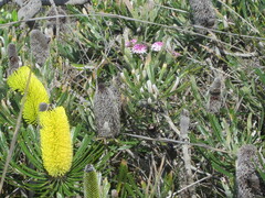 Banksia attenuata