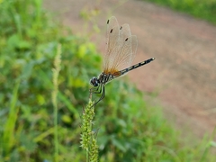 Trithemis pallidinervis