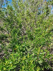 Billardiera cymosa