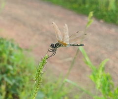 Trithemis pallidinervis