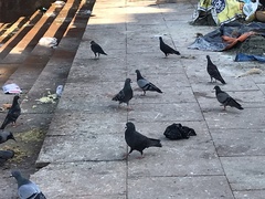 Columba livia domestica