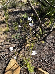 Wahlenbergia gracilenta