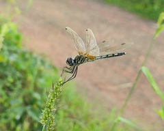 Trithemis pallidinervis