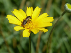 Halictus ligatus
