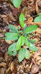 Clerodendrum disparifolium