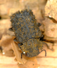 Bolitotherus cornutus