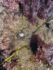 Tegula gallina