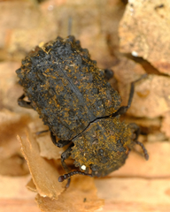 Bolitotherus cornutus