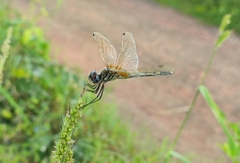 Trithemis pallidinervis