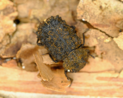 Bolitotherus cornutus