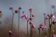 Utricularia tenella