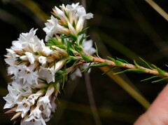 Epacris lanuginosa