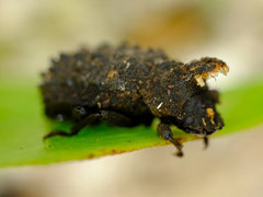 Bolitotherus cornutus