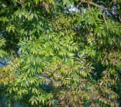 Fraxinus excelsior