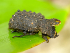 Bolitotherus cornutus