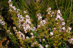 Sprengelia incarnata