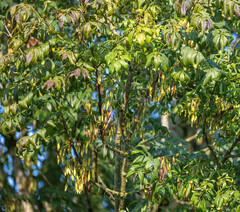 Fraxinus excelsior