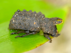 Bolitotherus cornutus