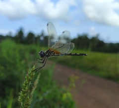 Trithemis pallidinervis