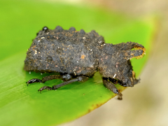 Bolitotherus cornutus