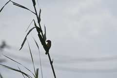 Ploceus philippinus infortunatus
