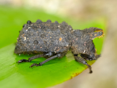 Bolitotherus cornutus