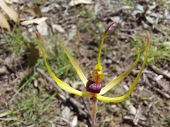 Caladenia leptochila
