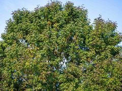 Fraxinus excelsior