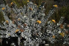 Leucospermum rodolentum