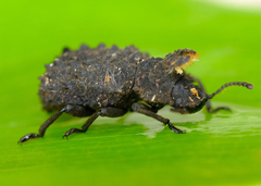 Bolitotherus cornutus