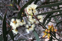 Eucalyptus oleosa