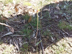 Caladenia leptochila