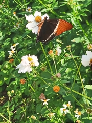 Siproeta epaphus epaphus