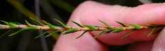 Epacris lanuginosa